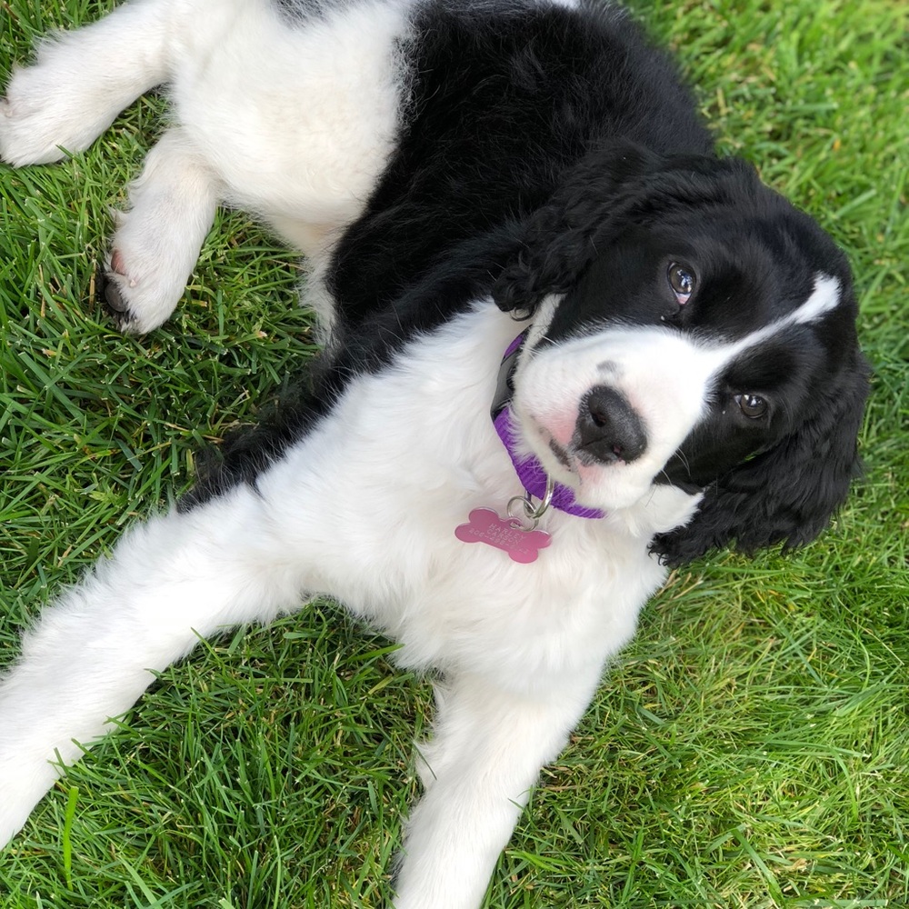 Meet your Posher, Liz